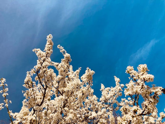 Frühling
